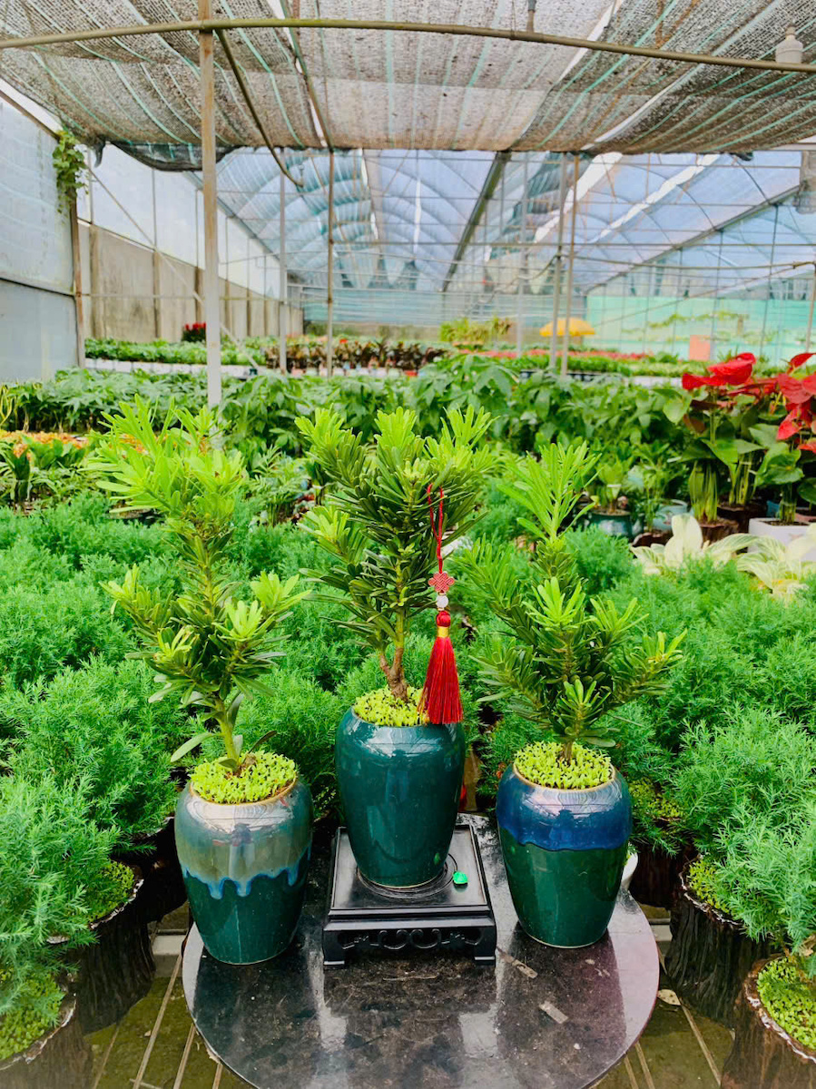 Chậu cây Tùng kim cương signature đặc biệt