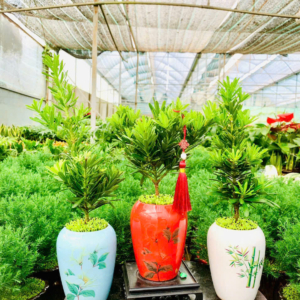 Chậu cây Tùng kim cương signature đặc biệt