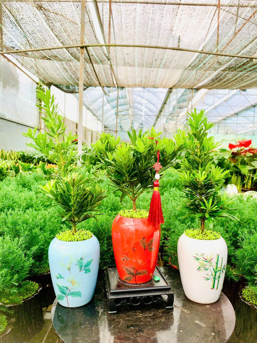 Chậu cây Tùng kim cương signature đặc biệt