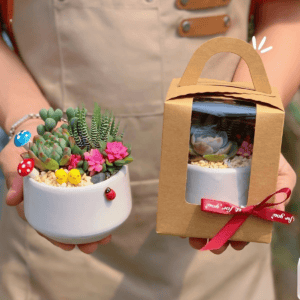 tiểu cảnh sen đá tặng doanh nghiệp