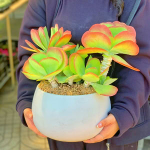 chậu sen đá cánh bướm