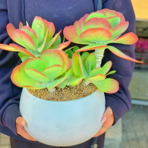 chậu sen đá cánh bướm