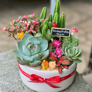 Tiểu cảnh sen đá xương rồng quà tặng mini