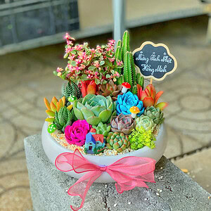 quà tặng sen đá đẹp