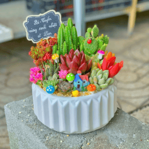 quà tặng sen đá đẹp