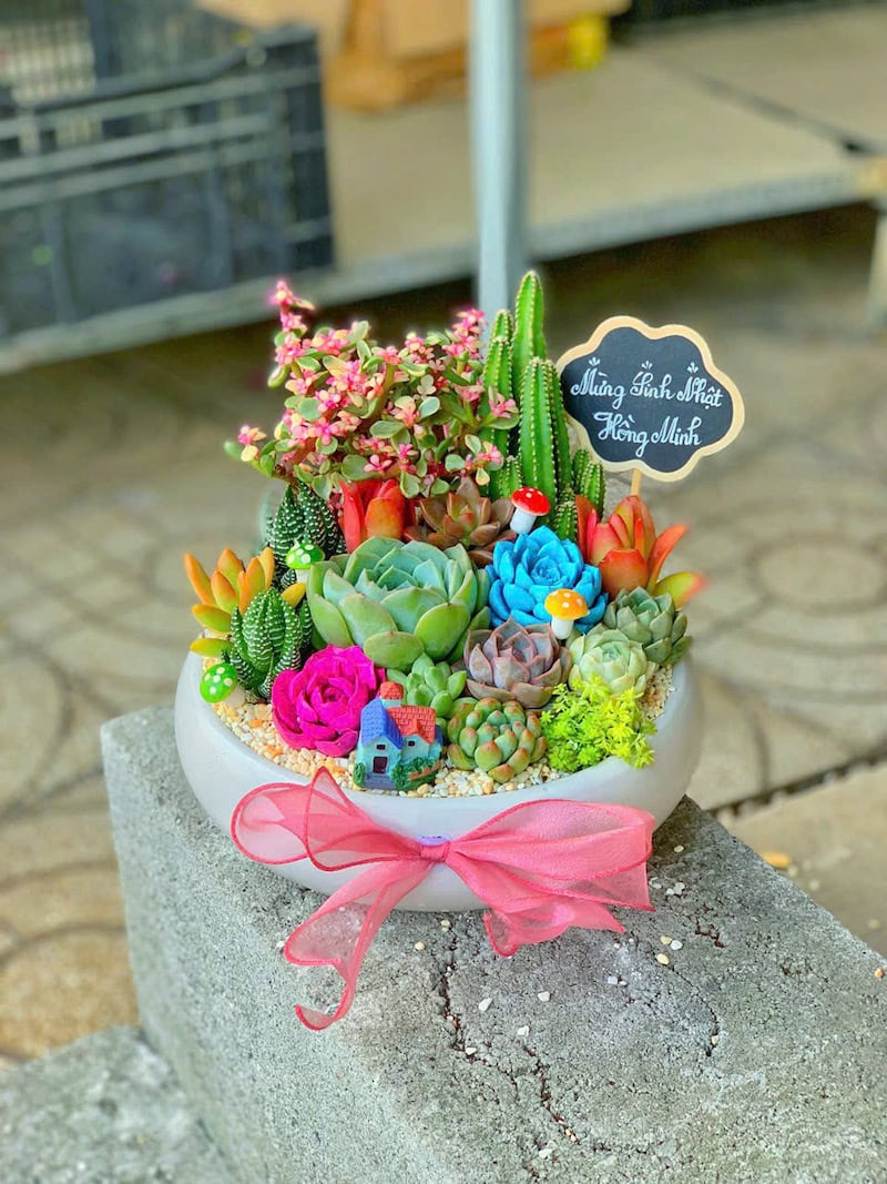 quà tặng sen đá đẹp