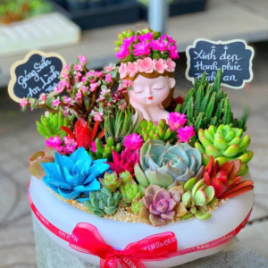 quà tặng sen đá xương rồng đẹp cô gái