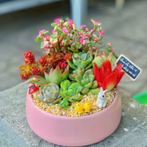 quà tặng sen đá xương rồng đẹp