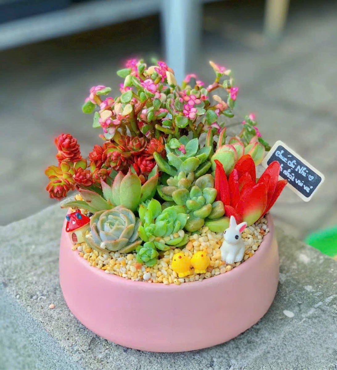 quà tặng sen đá xương rồng đẹp