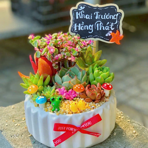 Quà tặng sen đá xương rồng đẹp trung