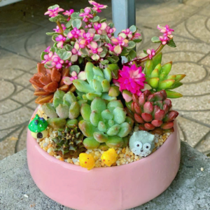 quà tặng sen đá xương rồng đẹp