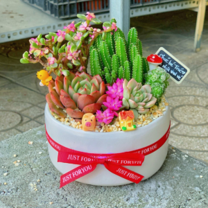 quà tặng sen đá xương rồng khu vườn mini