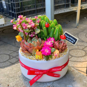 quà tặng sen đá xương rồng khu vườn mini