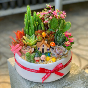 Quà tặng sen đá xương rồng tiểu cảnh nhỏ