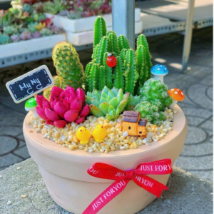 Quà tặng sen đá xương rồng đẹp