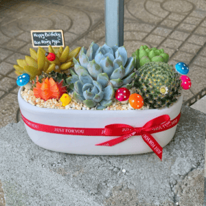 Quà tặng sen đá xương rồng đẹp