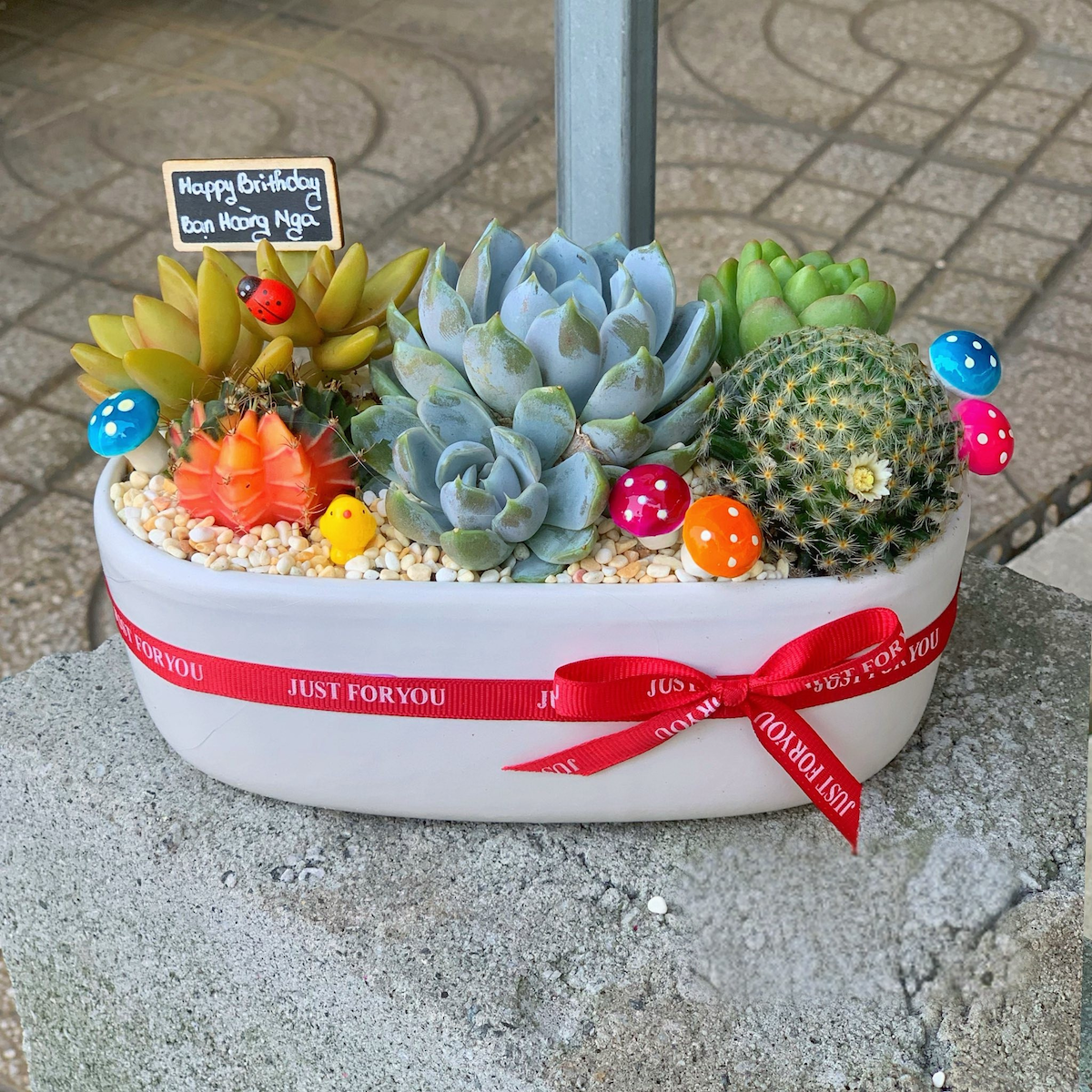 Quà tặng sen đá xương rồng đẹp