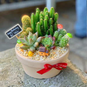 Quà tặng sen đá xương rồng đẹp