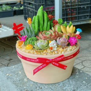 Quà tặng sen đá xương rồng đẹp