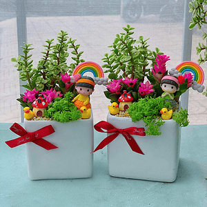 set quà tặng sen đá xương rồng cô gái