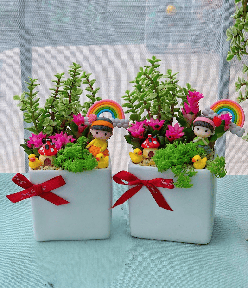 set quà tặng sen đá xương rồng cô gái