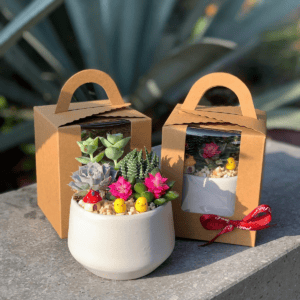 set quà tặng sen đá xương rồng nhỏ