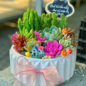 Tiểu cảnh sen đá xương rồng khu vườn nhỏ