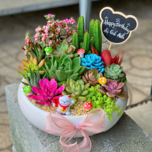 Vườn tiểu cảnh sen đá lớn rực rỡ