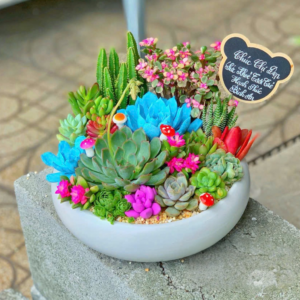 Vườn tiểu cảnh sen đá lớn rực rỡ