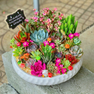 Vườn tiểu cảnh sen đá lớn rực rỡ