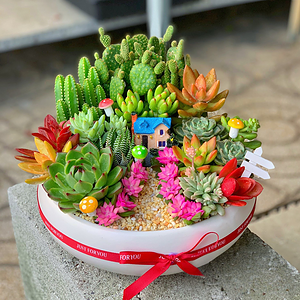 Ngôi nhà mơ ước sen đá xương rồng lớn