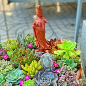 Tiểu cảnh Vườn Gỗ Hoa Sen Đá lớn