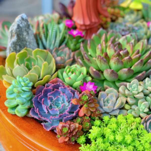 Tiểu cảnh Vườn Gỗ Hoa Sen Đá lớn