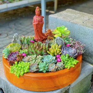 Tiểu cảnh Vườn Gỗ Hoa Sen Đá lớn