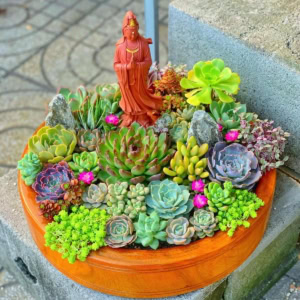 Tiểu cảnh Vườn Gỗ Hoa Sen Đá lớn