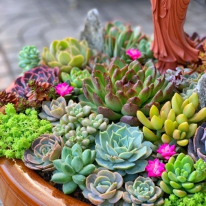 Tiểu cảnh Vườn Gỗ Hoa Sen Đá lớn