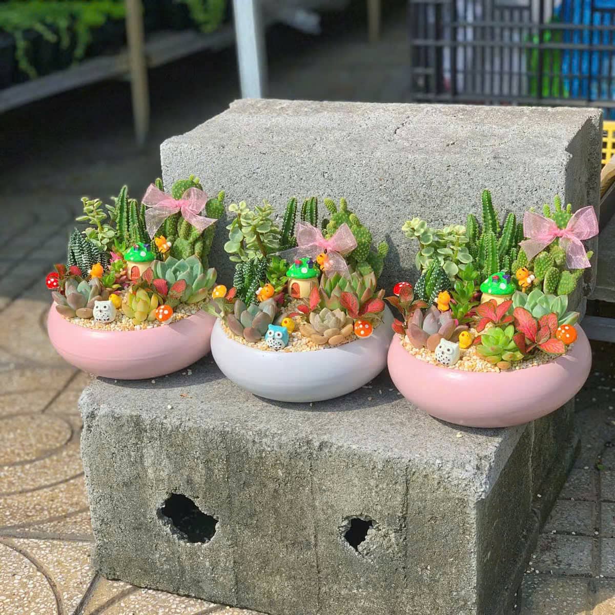Vườn sen đá cổ tích