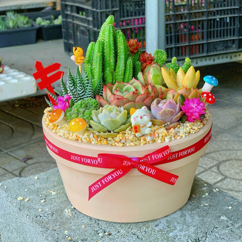 Cách chăm sóc sen đá xương rồng để giữ phong thủy tốt