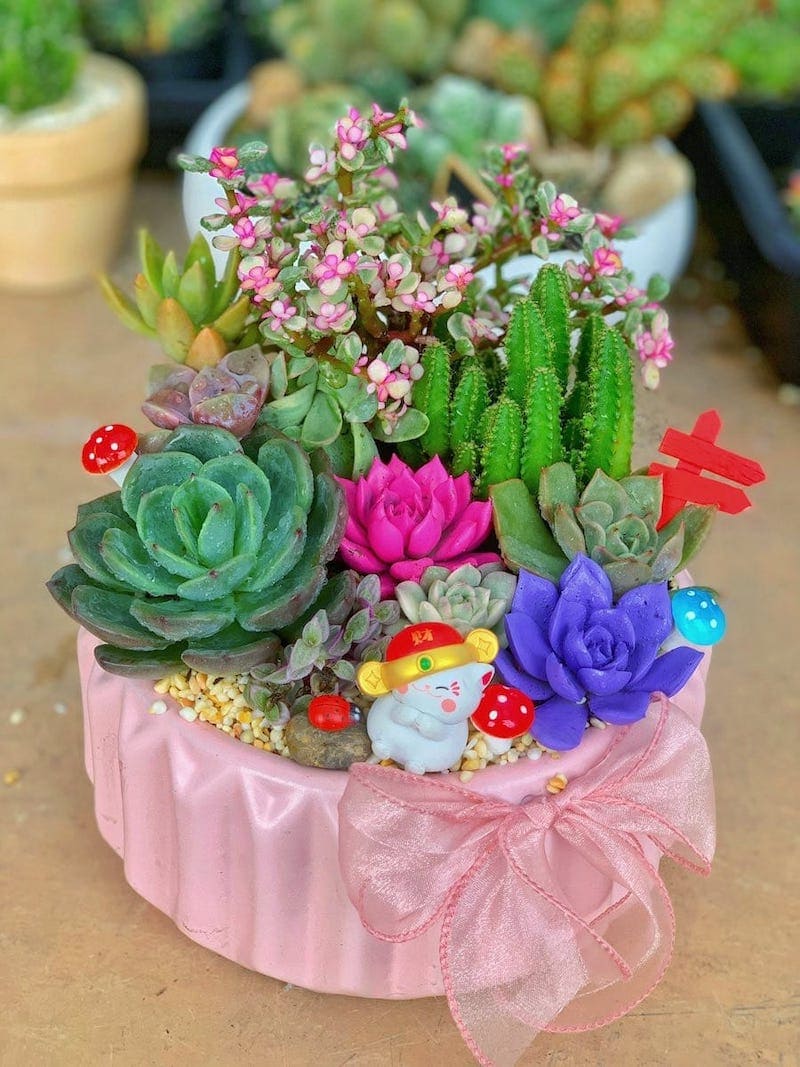 Cách đặt sen đá xương rồng theo phong thủy để tụ tài