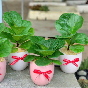 Chậu cây Bàng Singapore để bàn nhỏ