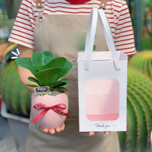 Chậu cây Bàng Singapore để bàn nhỏ