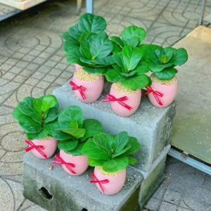 Chậu cây Bàng Singapore để bàn nhỏ