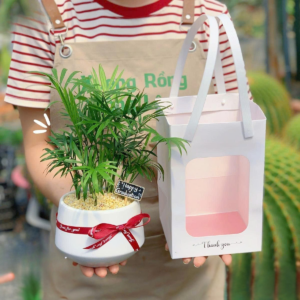 Chậu cây tiểu trâm để bàn đẹp