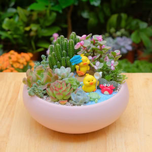 Chậu cây tiểu cảnh sen đá mix xương rồng đẹp