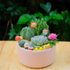 chậu cây tiểu cảnh sen đá mix xương rồng đẹp