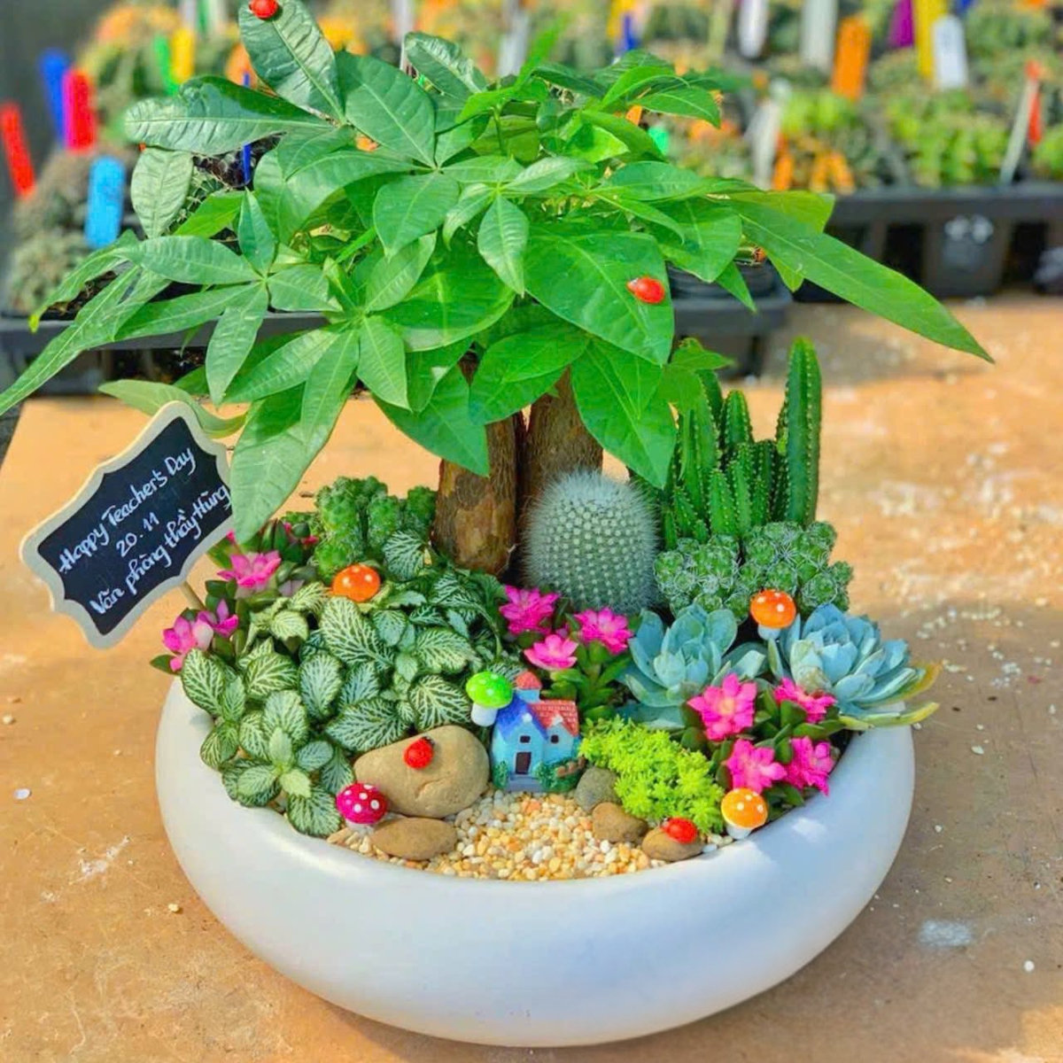 Chậu Tiểu cảnh Kim ngân kết hợp sen đá xương rồng