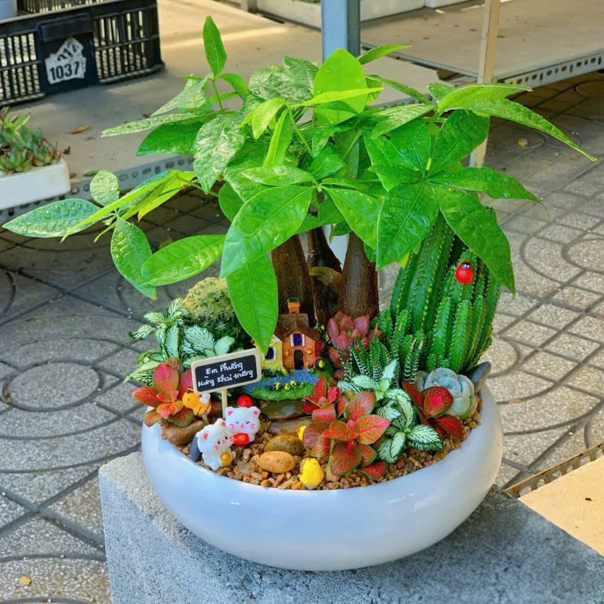 Chậu Tiểu cảnh Kim ngân kết hợp sen đá xương rồng