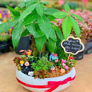 Chậu Tiểu cảnh Kim ngân kết hợp sen đá xương rồng