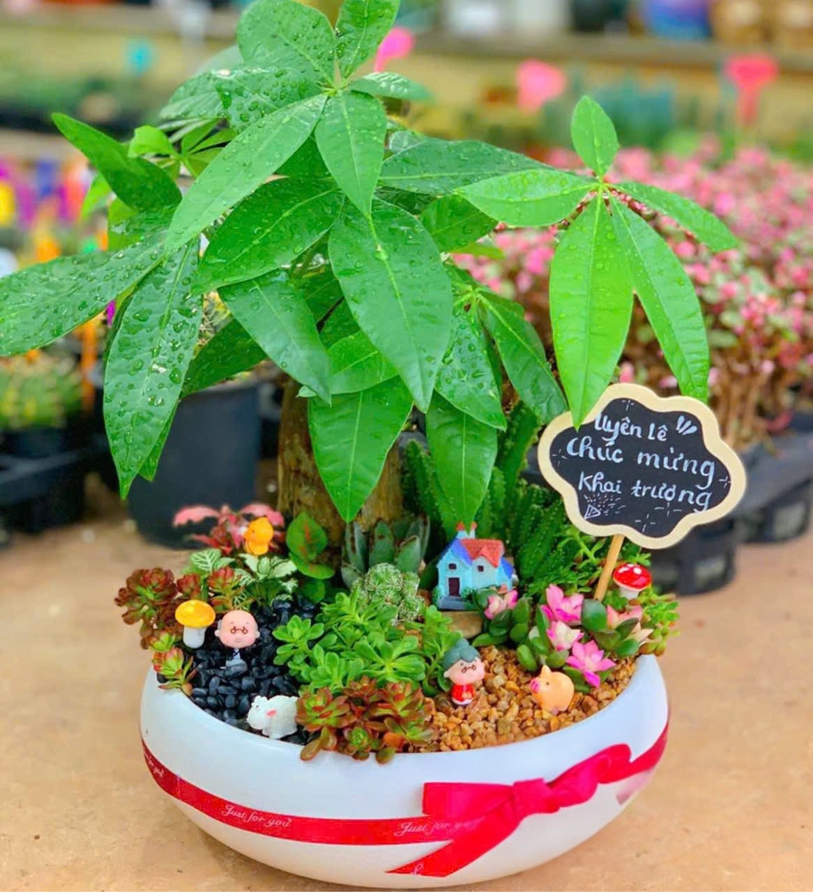 Chậu Tiểu cảnh Kim ngân kết hợp sen đá xương rồng