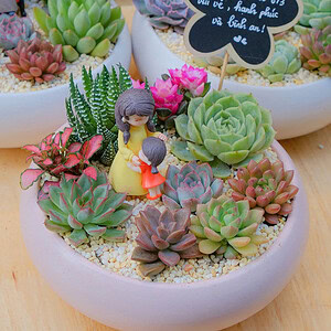 chậu sen đá xương rồng để bàn đẹp